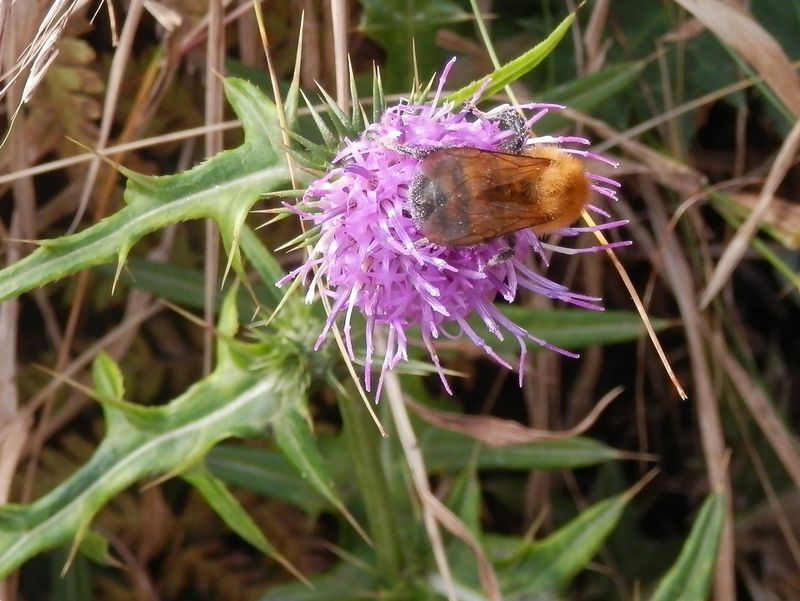 鍋割山稜 -- 蜜の採れる花は少なくなったが