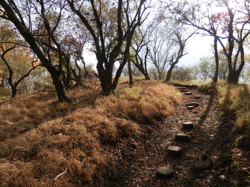 鍋割山稜 -- 鍋割山荘を後に、後沢乗越に向かう