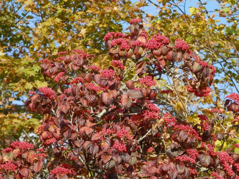 鍋割山稜 -- これが食べられたらいいのですが