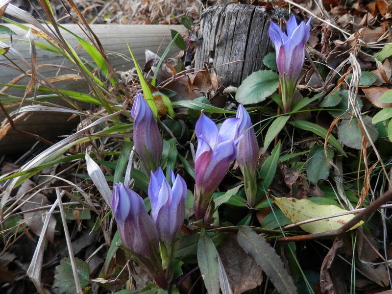 鍋割山稜 -- リンドウ