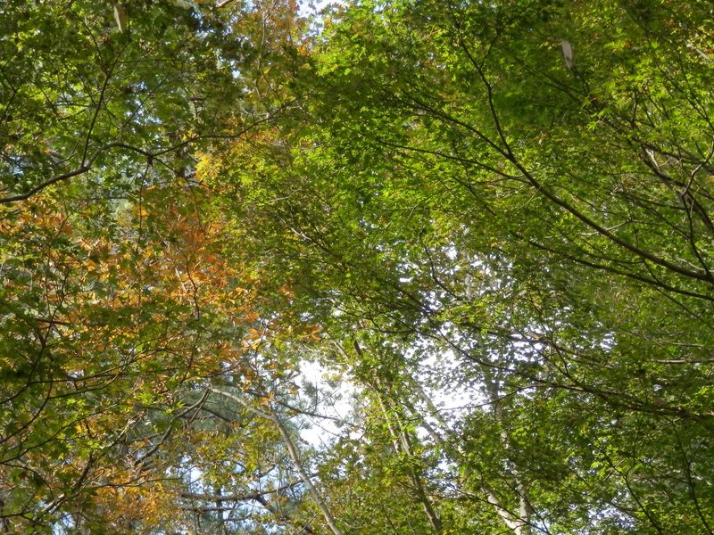 鍋割山稜 -- 緑のモミジも鮮やかできれいだ