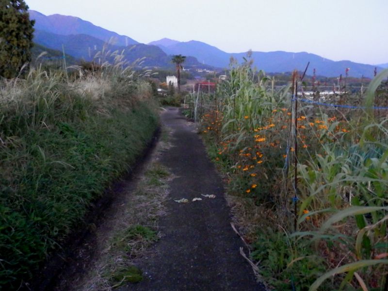 鍋割山稜 -- 正面に風の吊橋が見える