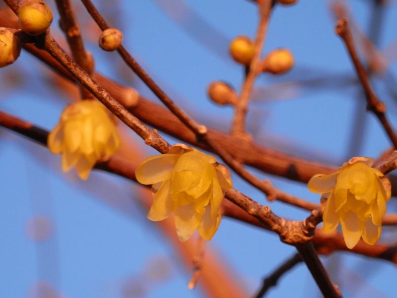 大倉ではソシンロウバイの咲き始め
