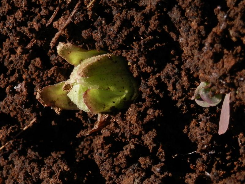 小指の先ほどのフキの芽