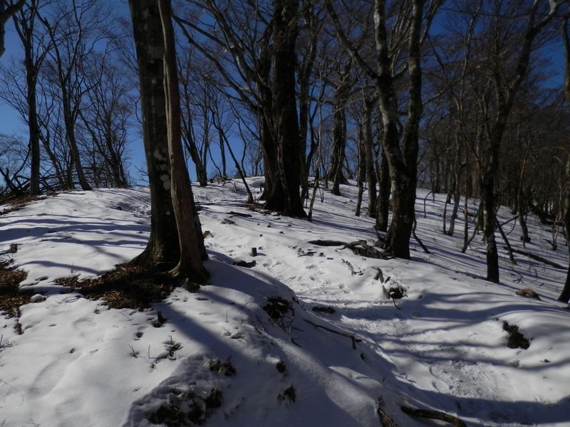 ブナに混じって、リョウブも見られる