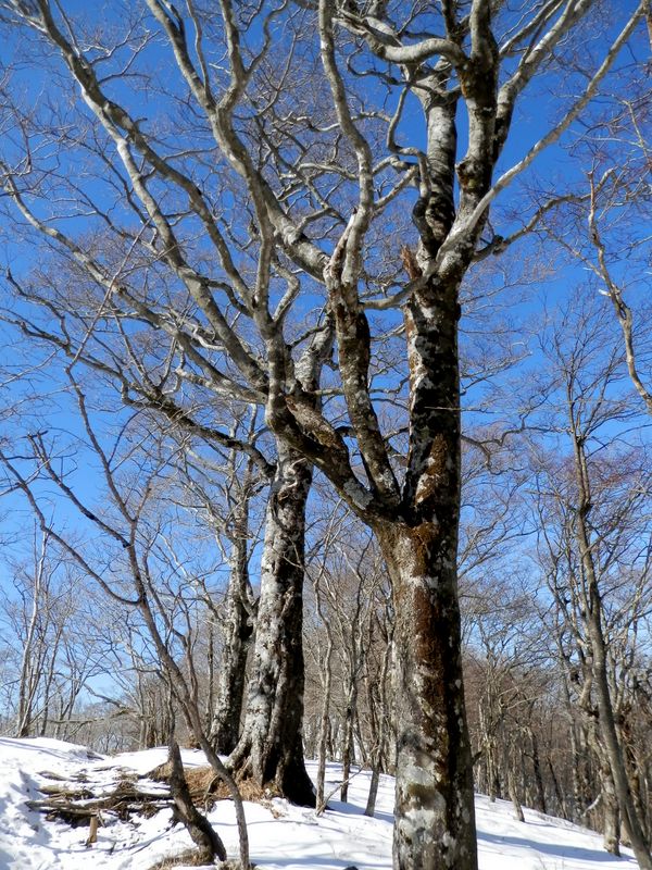 ブナの枝ぶりが面白い