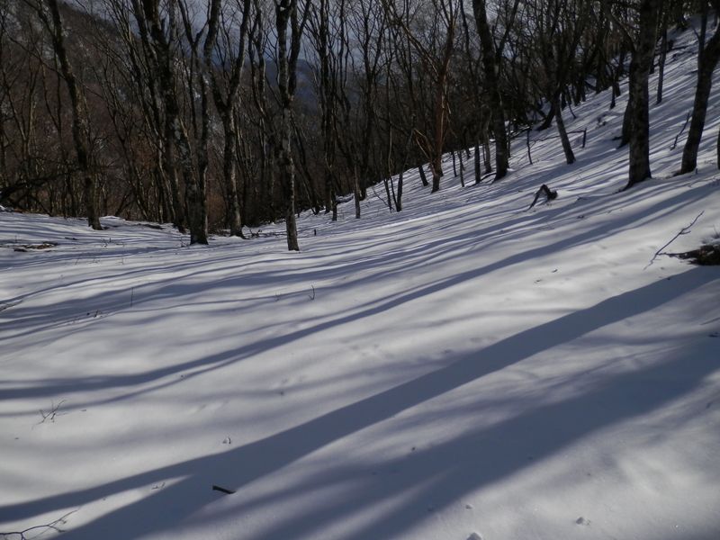 鍋割山 -- 木々の陰が美しい