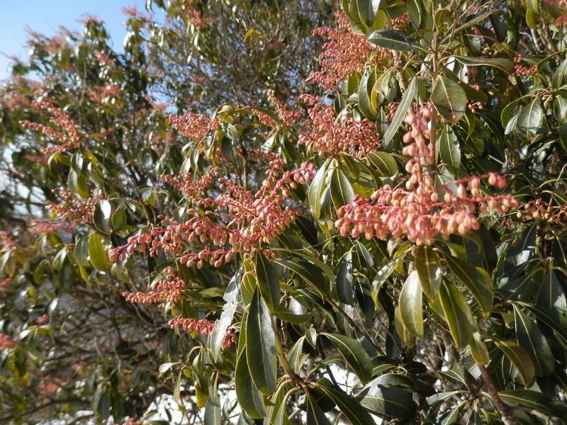 鍋割山頂のアセビ