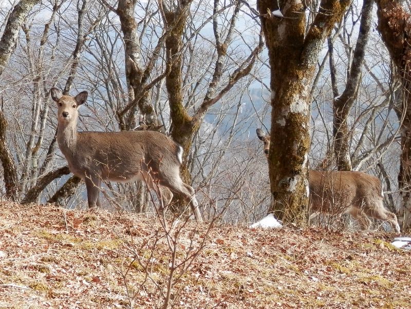 鹿は立ち止まって、人間の方を見てくれる