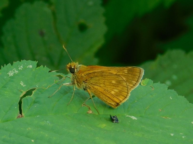 コキマダラセセリ