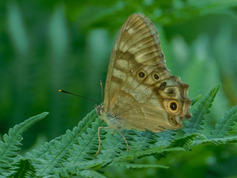 ヒメキマダラヒカゲ