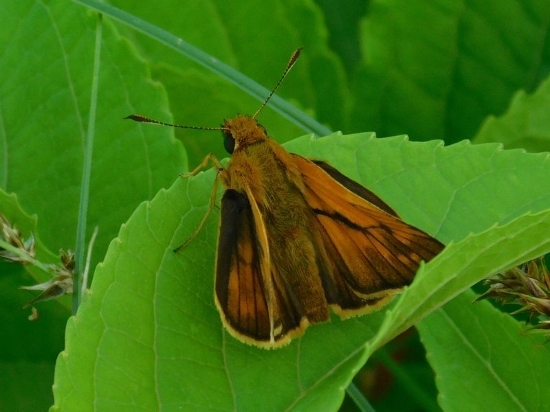 コキマダラセセリ