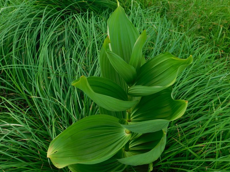 コバイケイソウかな？