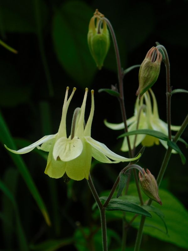 キバナノヤマオダマキ