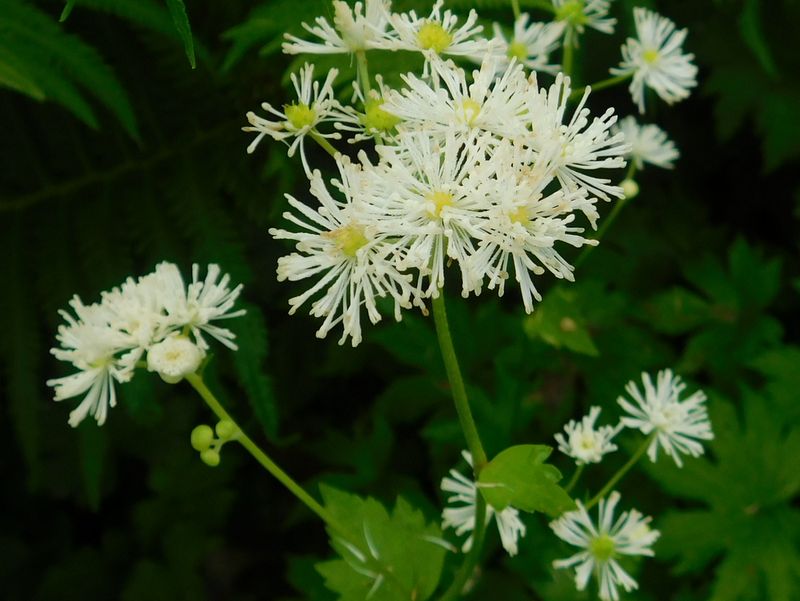 モミジカラマツ