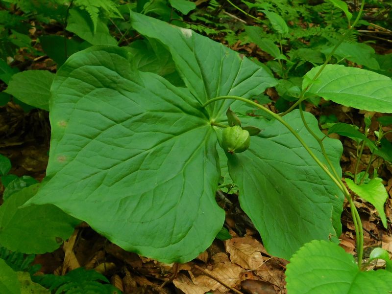 エンレイソウの実