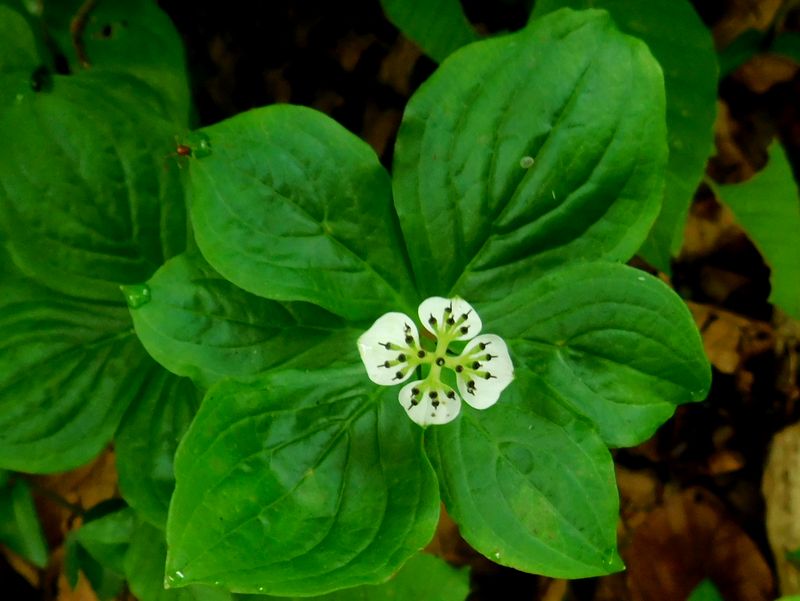 ゴゼンタチバナ