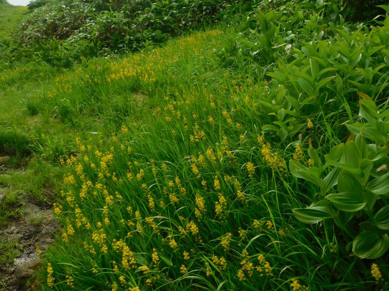 キンコウカの群落