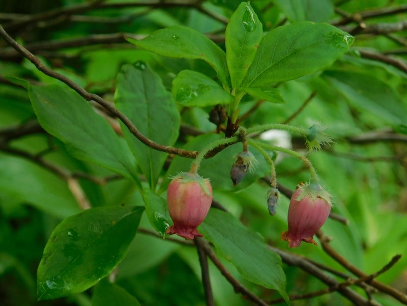 ウラジロヨウラク