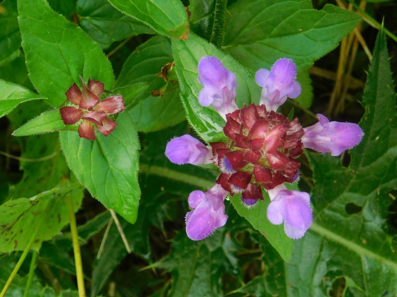 タテヤマウツボグサ