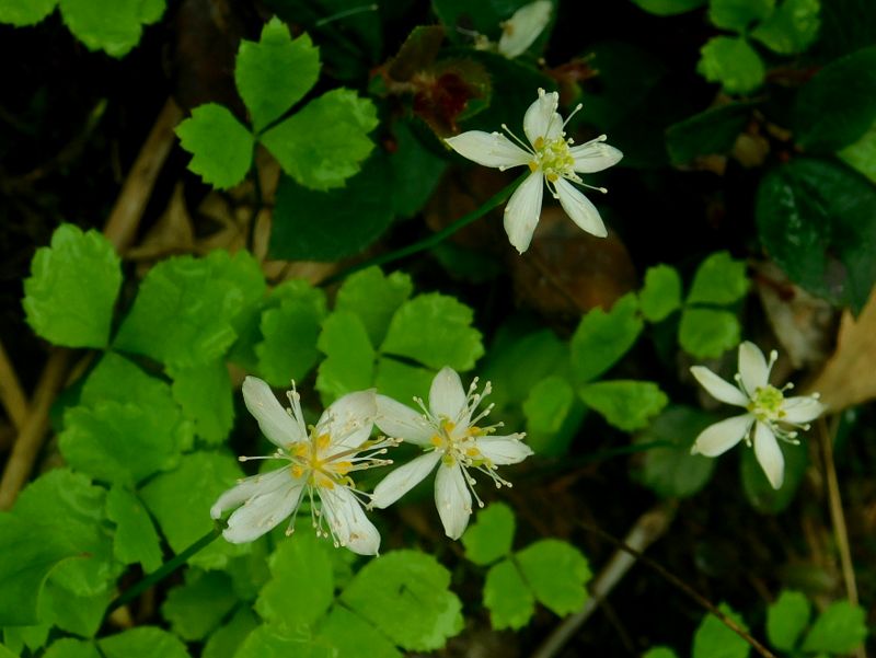 ミツバオウレン