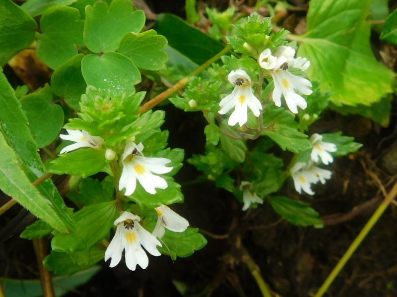 ミヤマコゴメグサ