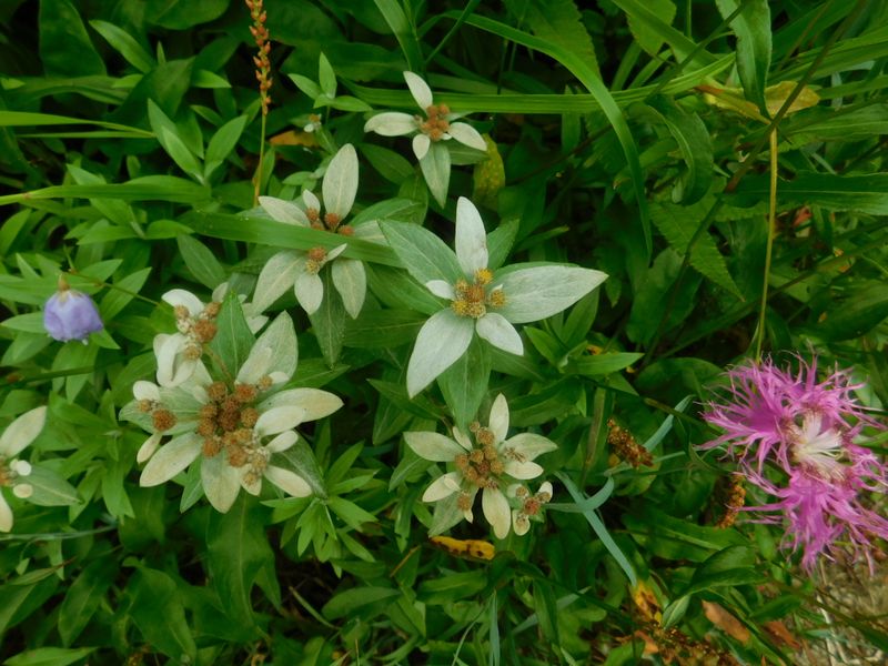 ミネウスユキソウ