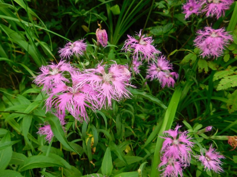 タカネナデシコ