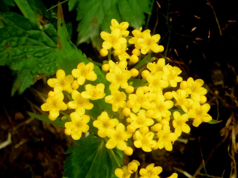 ハクサンオミナエシ