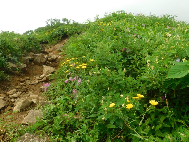 楽しいお花畑の道