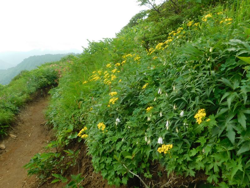 ずっとお花畑の道