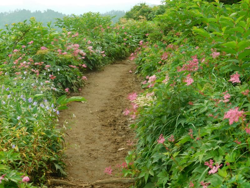 まだまだお花畑の道