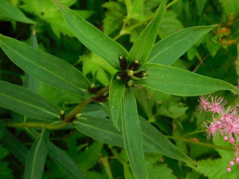 エゾリンドウのつぼみ