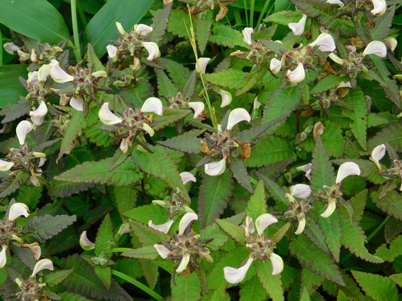 トモエシオガマ