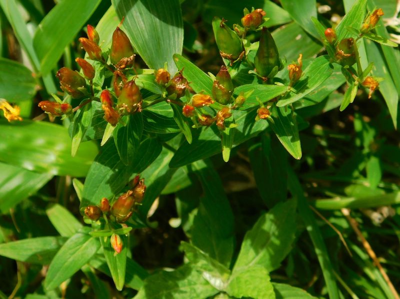 イワオトギリのつぼみ