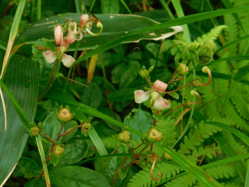 ミヤマホツツジ