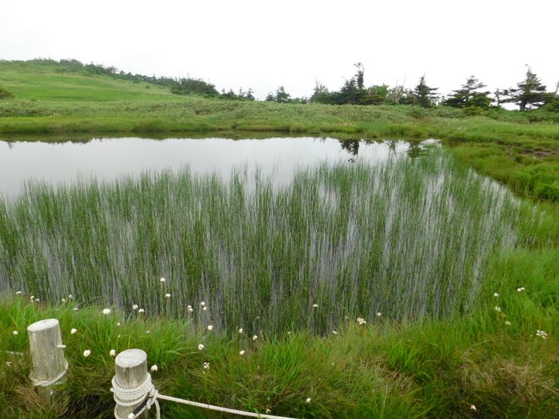 池塘にミヤマホタルイ