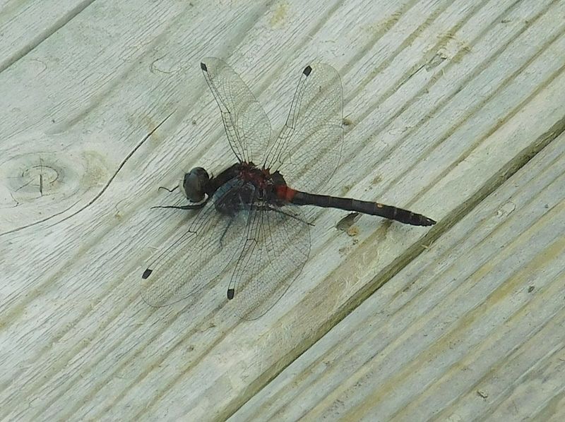 カオジロトンボ