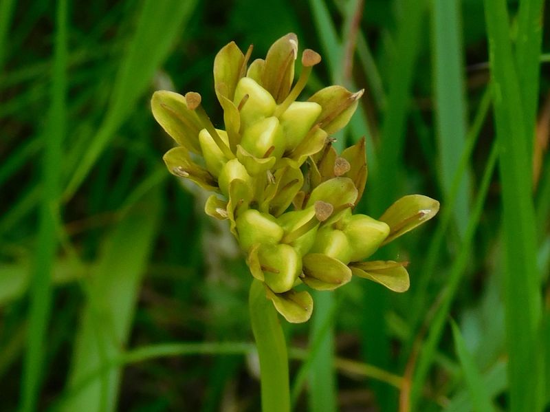 ショウジョウバカマの実
