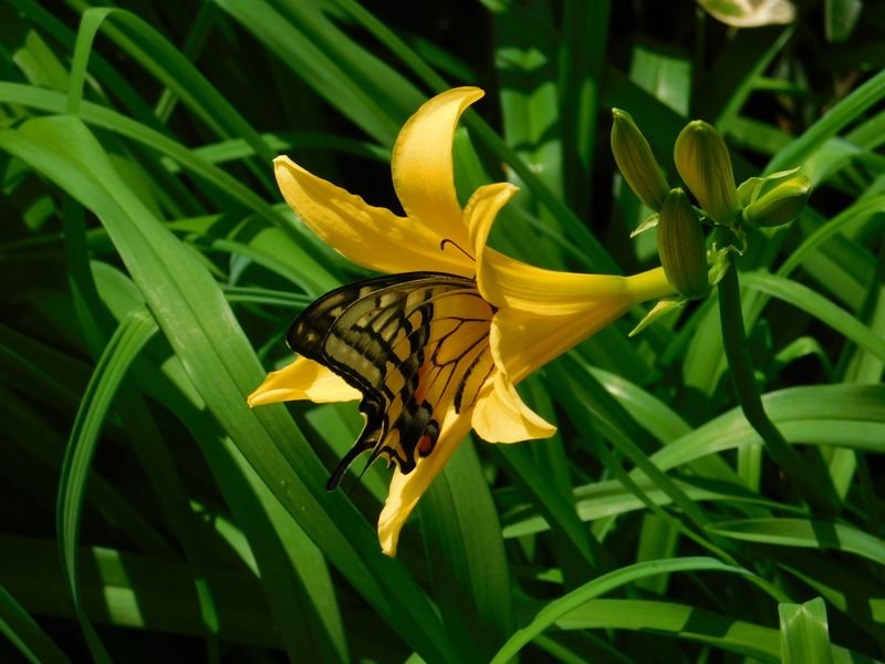 キアゲハが花粉を運ぶ