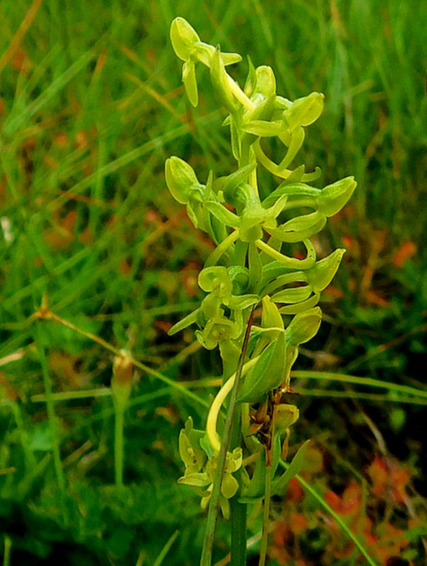 ホソバノキソチドリ