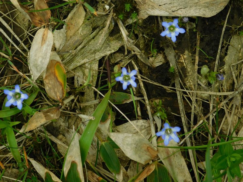 タテヤマリンドウ