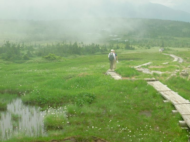 なだらかに広がる湿原