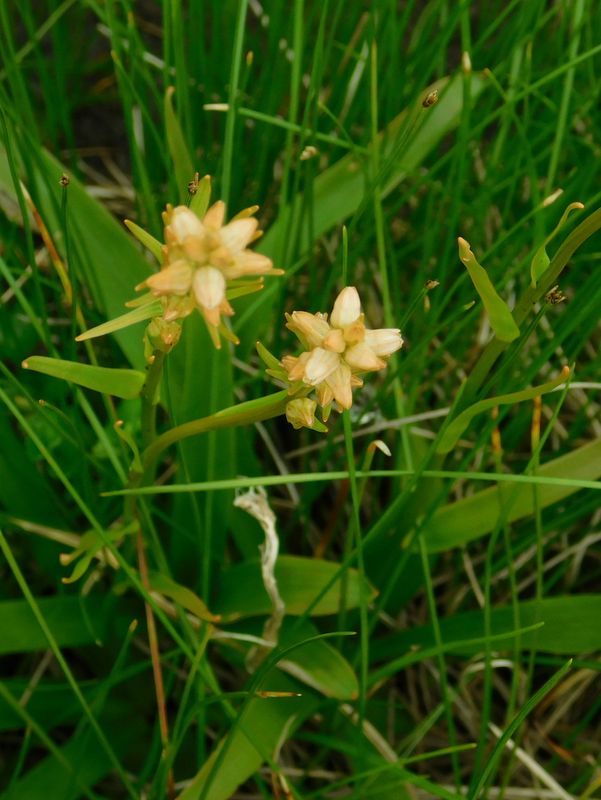 ネバリノギラン