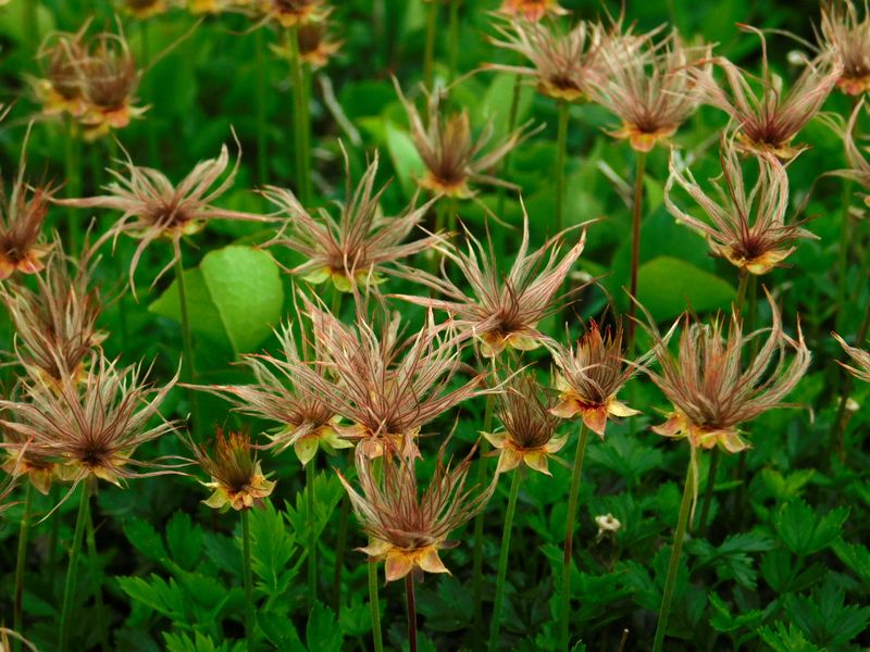 チングルマの花は終わっていた