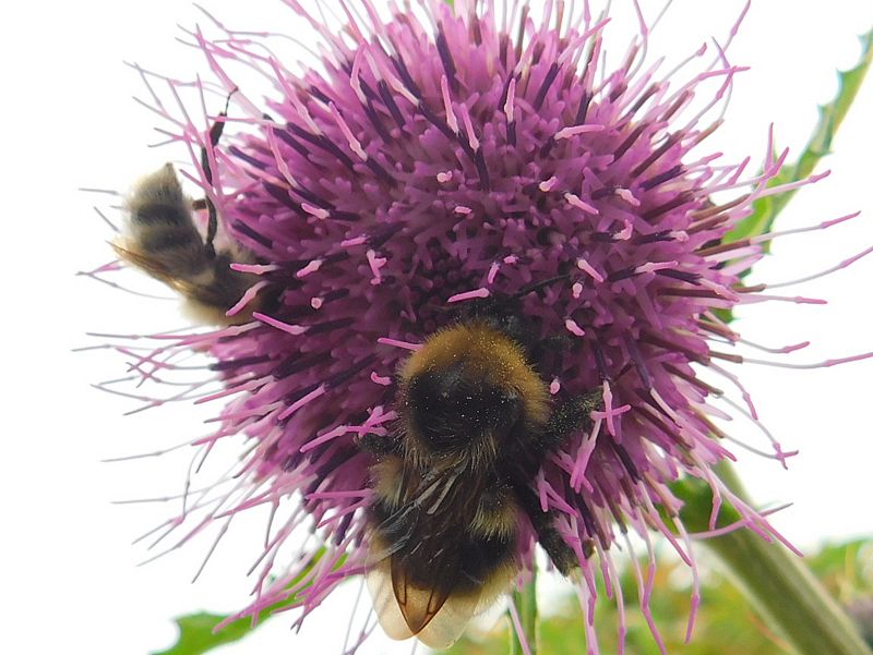 ジョウシュウオニアザミとハナバチ