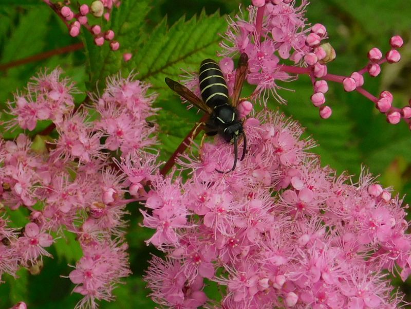 コシジシモツケソウ