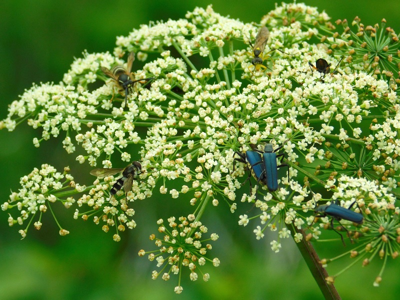 昆虫いろいろ＠ミヤマシシウド