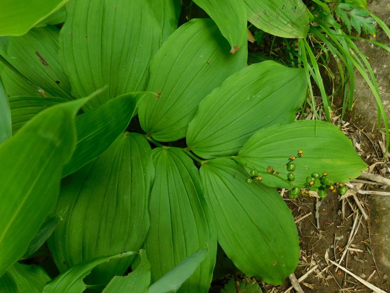 ヤマトユキザサ