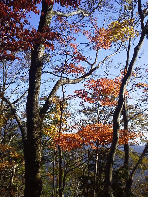 青空に映える紅葉